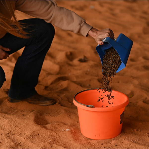 Find My Equine Science Course | The Equine InstituteEquine Science Course