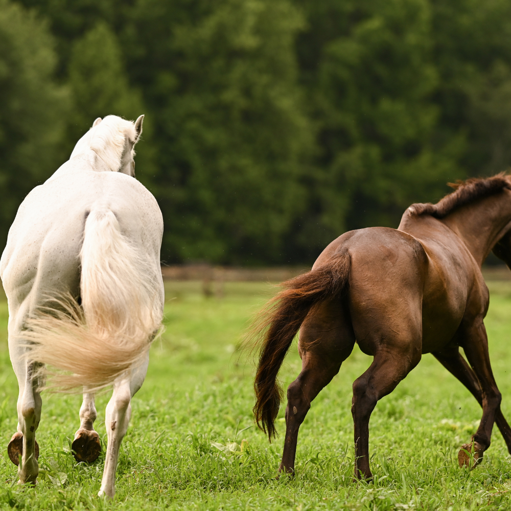 Equine Science Foundations