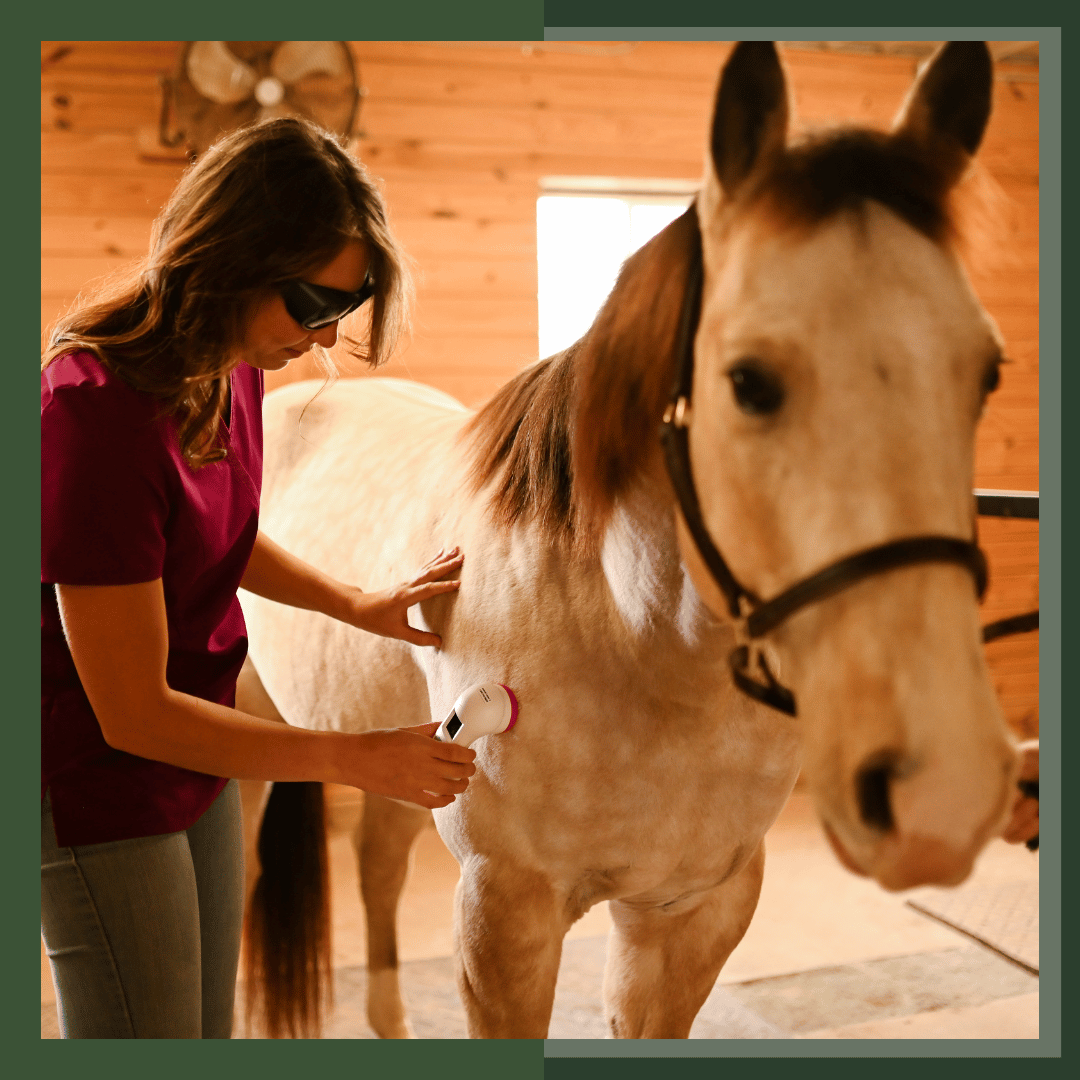 Horse Laser with Horse care and horse vet and equine laser therapy