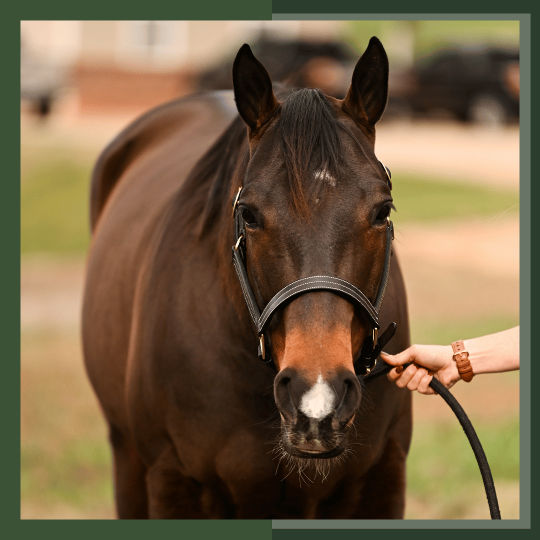 Advanced Equine Musculoskeletal Diseases and Conditions: In-Depth Analysis and Management