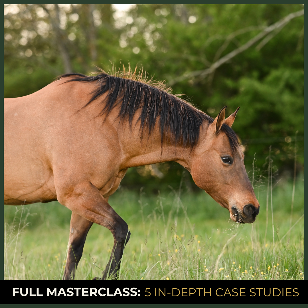 Equine Case Study Masterclass: 5 Real-World Lameness & Injury Cases