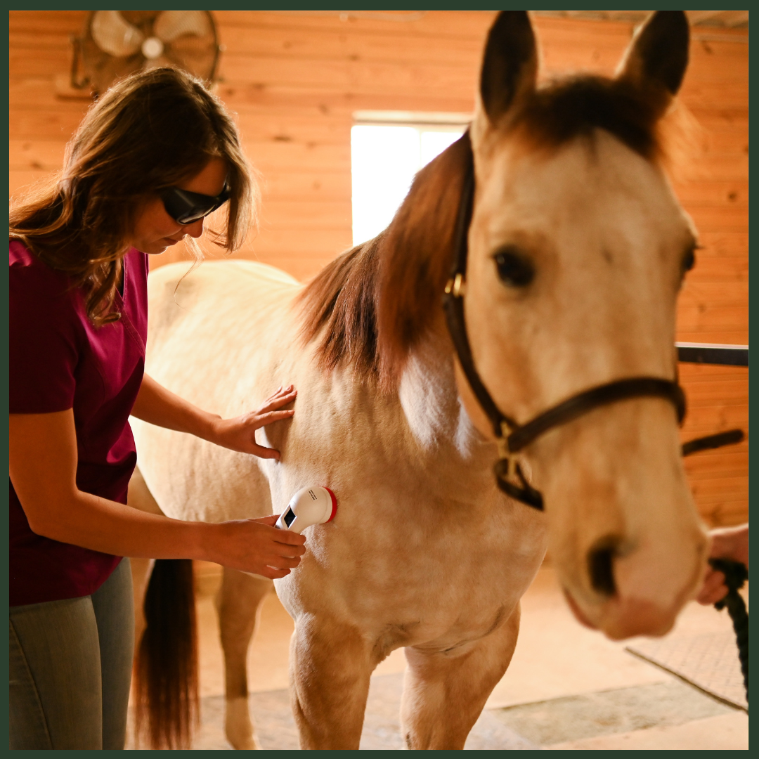 Advanced Equine Laser and Light Therapy: Principles and Applications