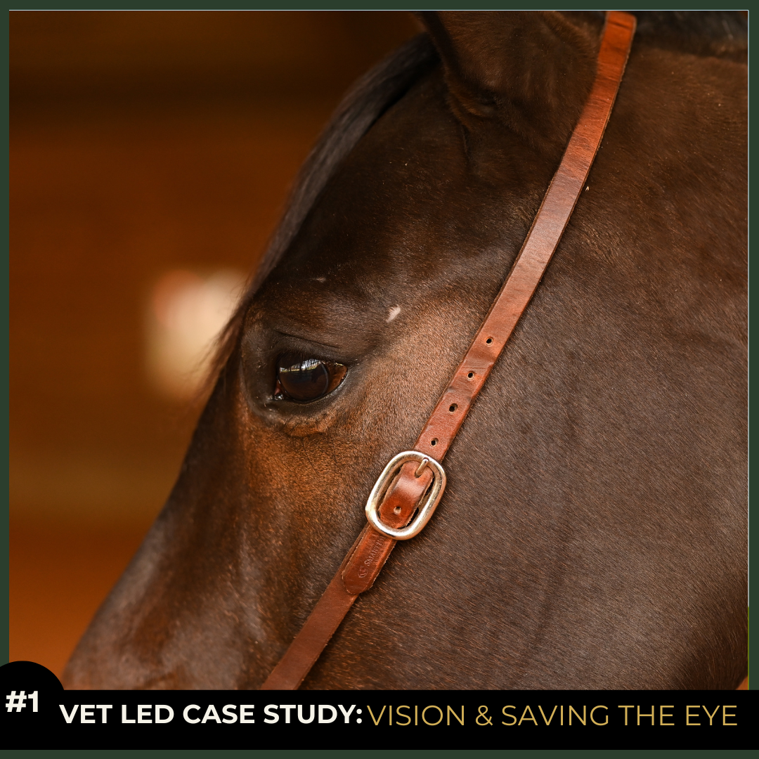 Equine Case Study 1: Vision, Trauma & Saving the Eye