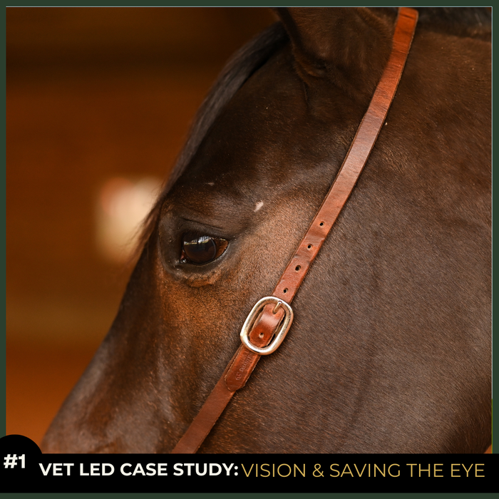Equine Eye Injuries & Vision Loss | Horse Ophthalmology Case Study Course