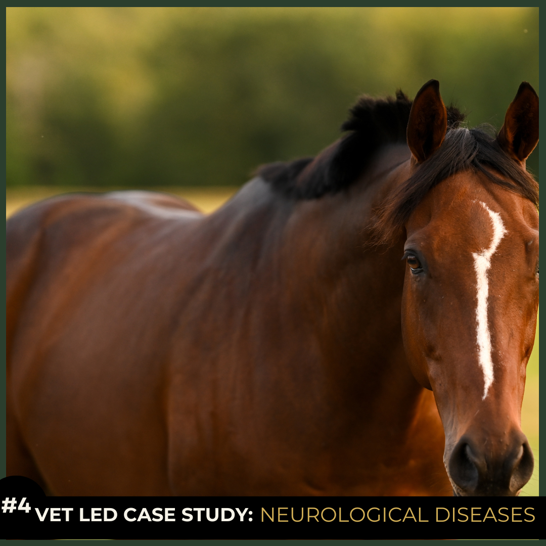 Equine Case Study 4: Neurological Disease