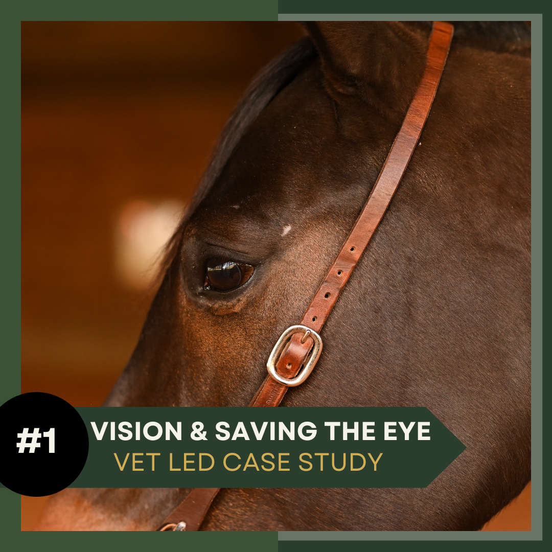 Equine Case Study 1: Vision, Trauma & Saving the Eye