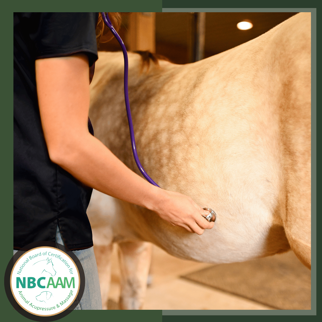 Comprehensive Equine Physical Examination and Restraint Techniques: Safe Practices for Equine Professionals