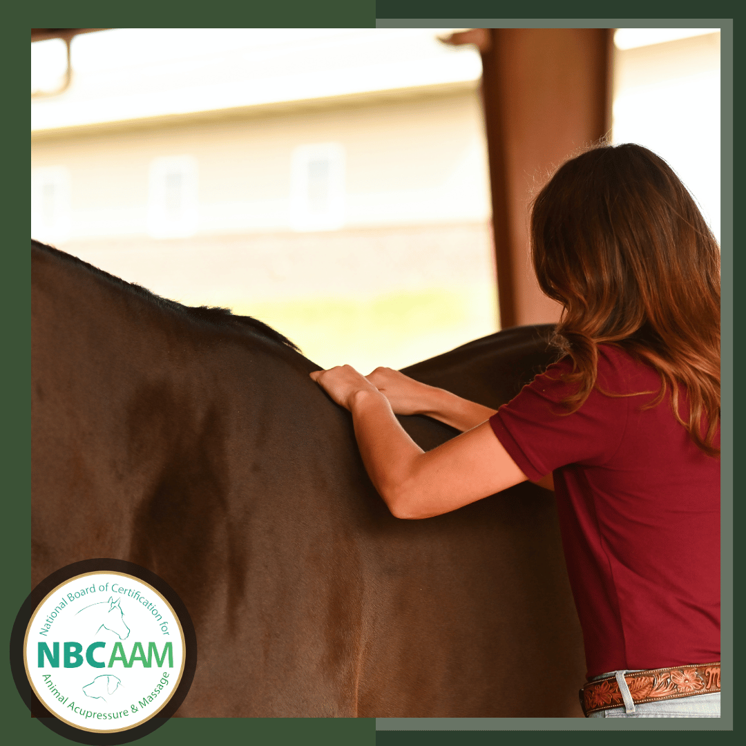 equine bodywork, horse massage, horse health, horse education, online equine certification, NBCAAM, horse bodywork