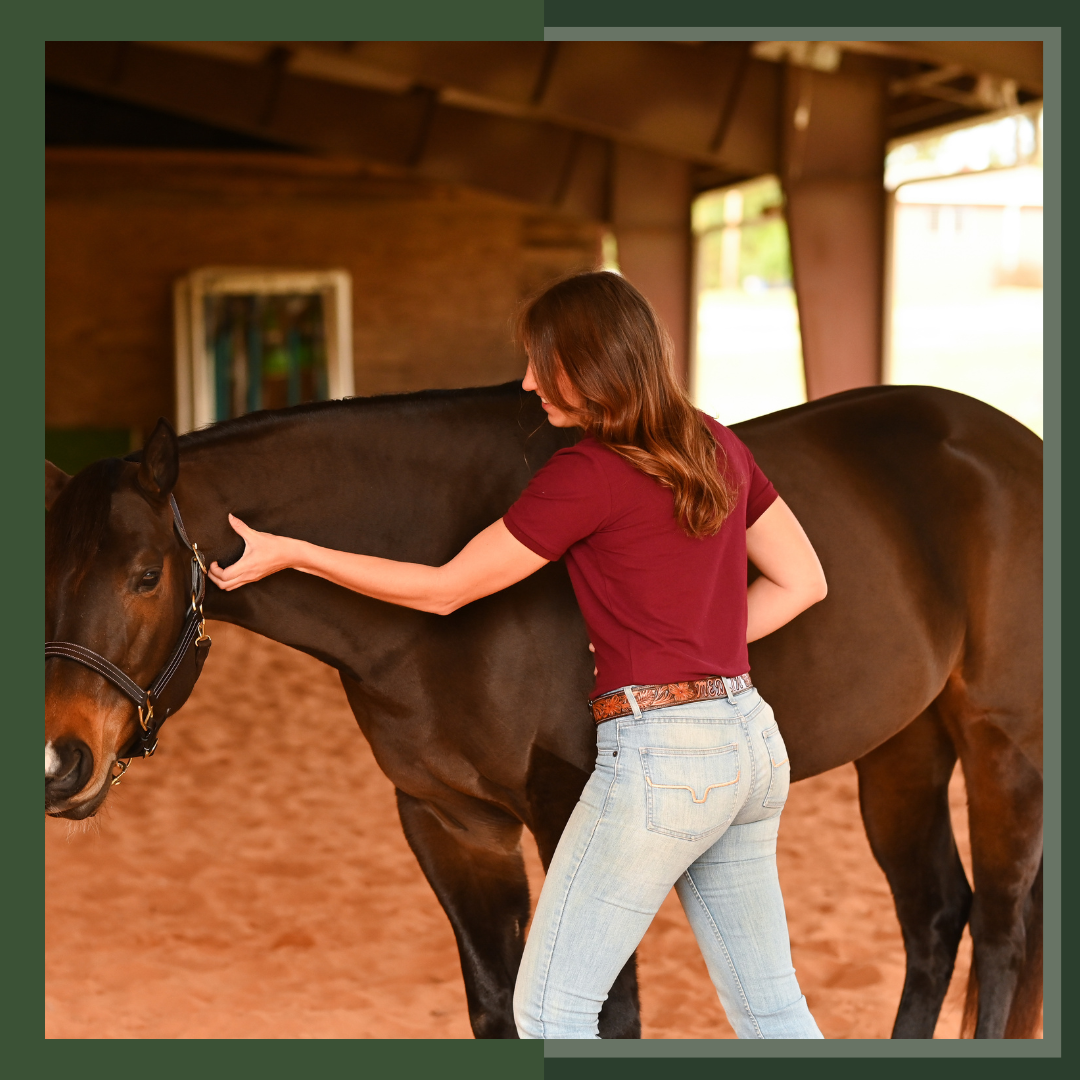 DIY Equine Bodywork for Beginners: Relaxation Techniques and Essential Bodywork Strokes for Horses