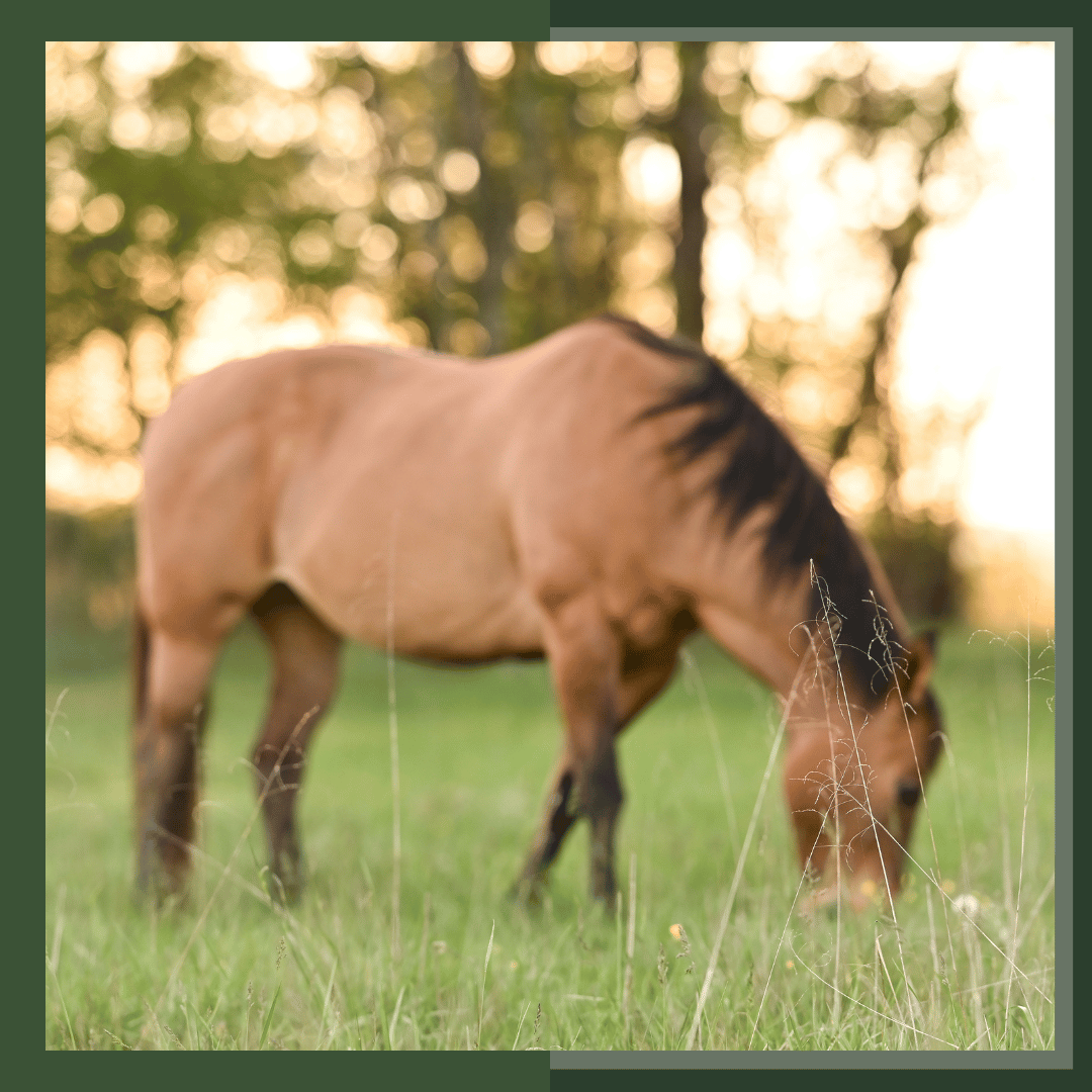 Equine nutrition, horse diseases, equine disease prevention, horse first aid, online equine education, online equine certification, horse grazing, how much does a horse eat