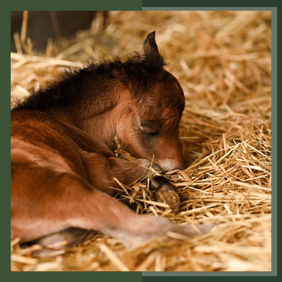 Horse foal, horse reproduction, pregnant mare, horse pregnancy, online horse education, online equine certification, horse care, horse nutrition