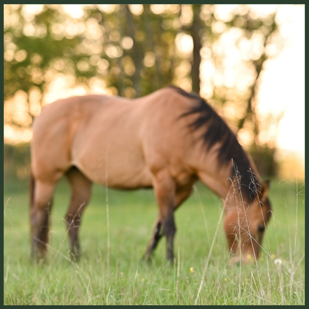 Equine Infectious Diseases: Prevention, Management, and Biosecurity