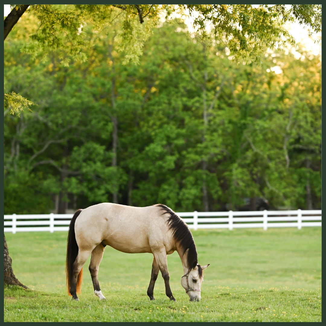 Equine Pasture and Facility Management: Create a Healthy Environment for Your Horses