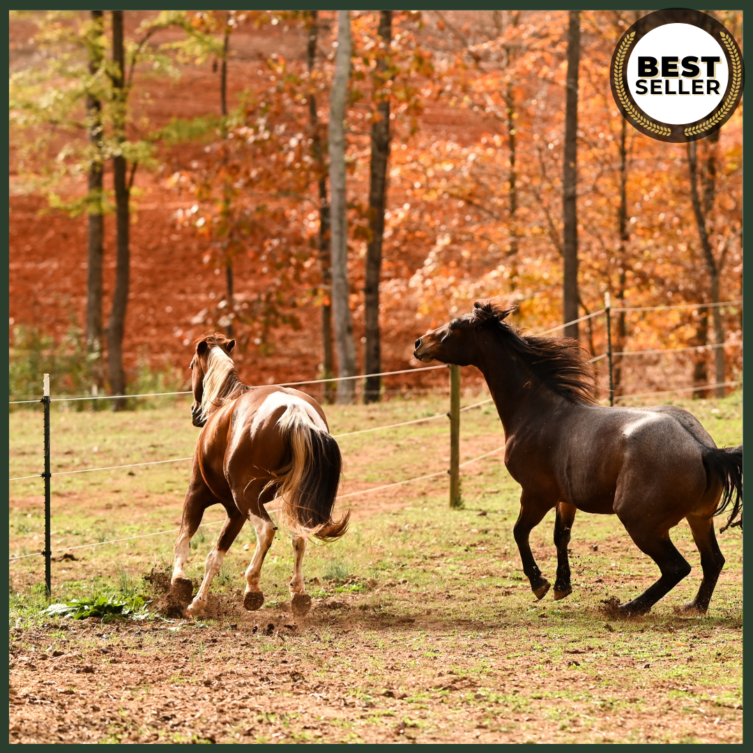 Equine Physiology and Sociology: Understanding Horse Behavior, Anatomy, and Biological Systems