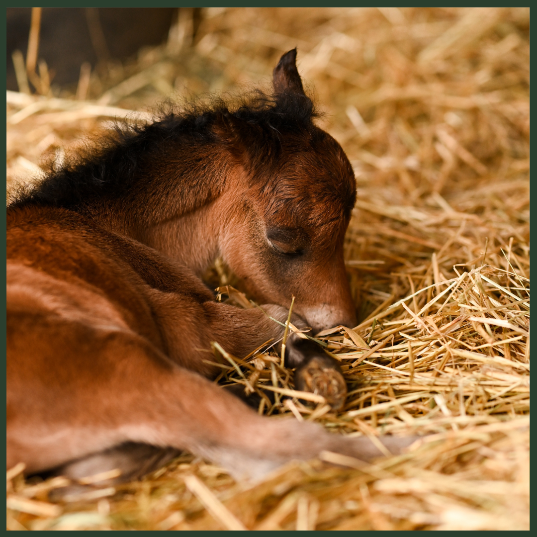 Equine Reproduction Essentials: Breeding, Foaling, and Foal Care