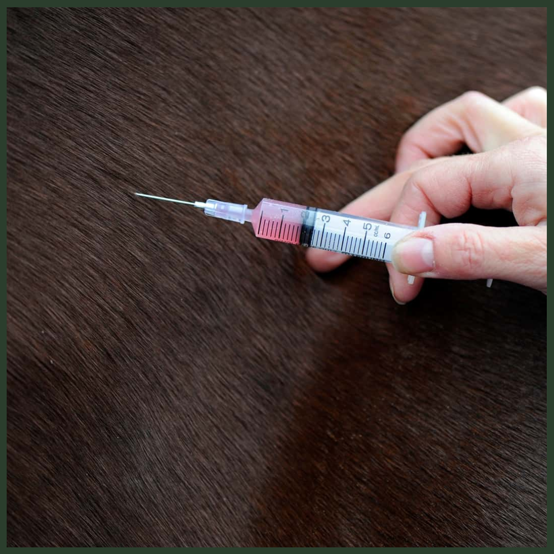 Fundamentals of Equine Anesthesia and Surgery: Essential Skills for Veterinary Professionals