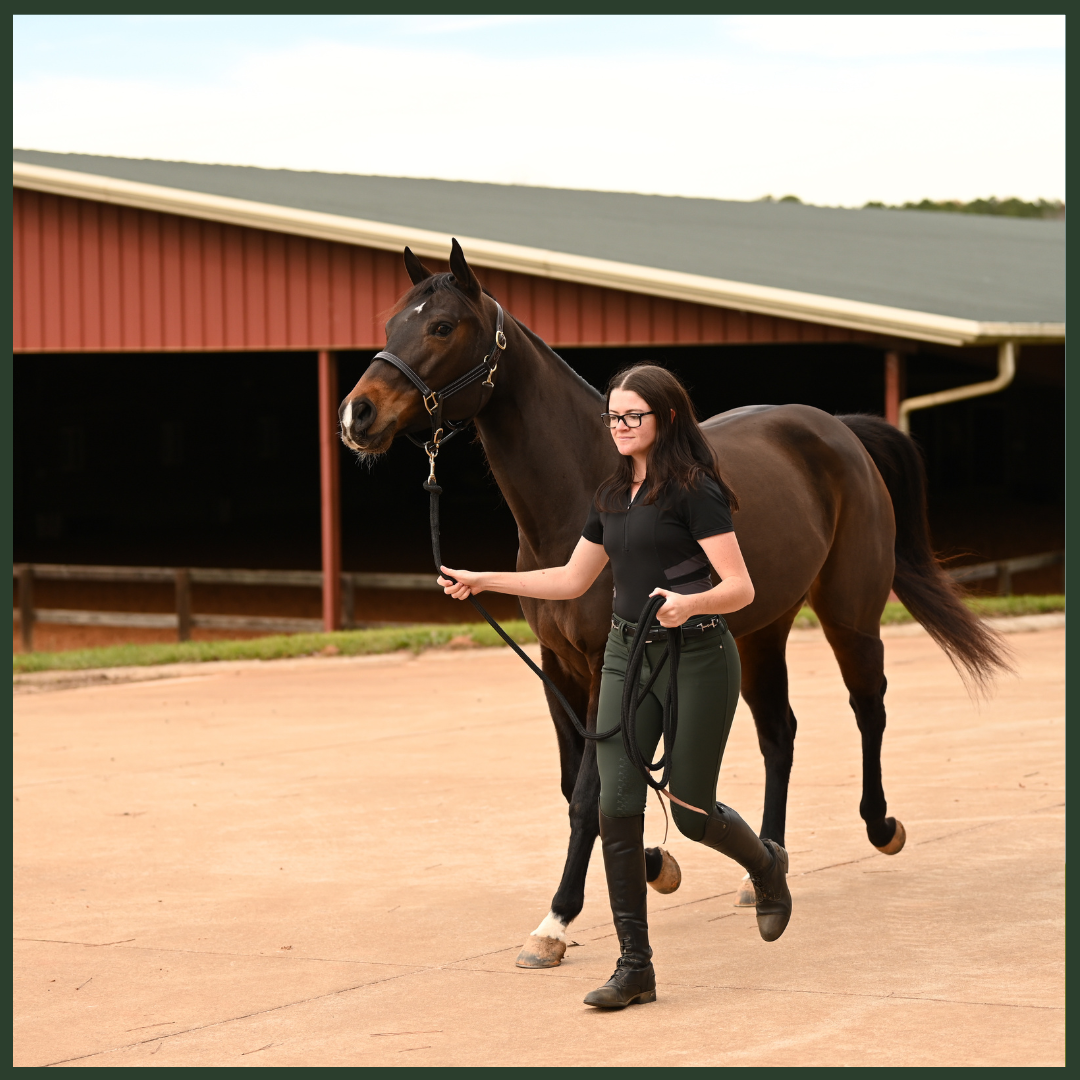 Fundamentals of Equine Patient Care: Essential Skills for Veterinary Professionals