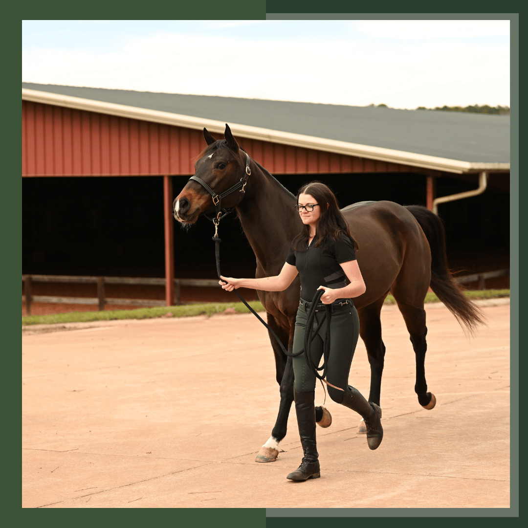 emergency horse care, horse first aid kit, equine first aid