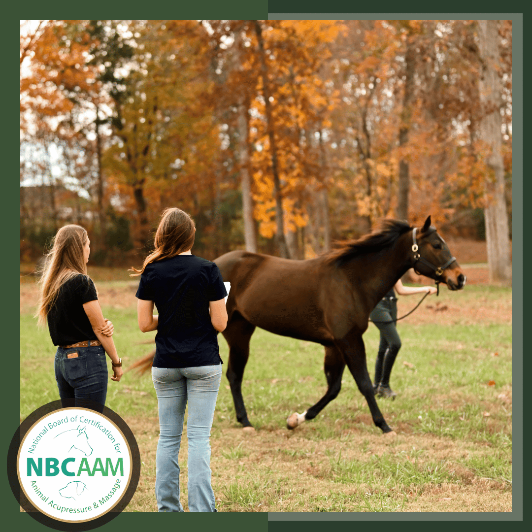 Fundamentals of Lameness Evaluation: Diagnosing and Managing Lameness in Horses