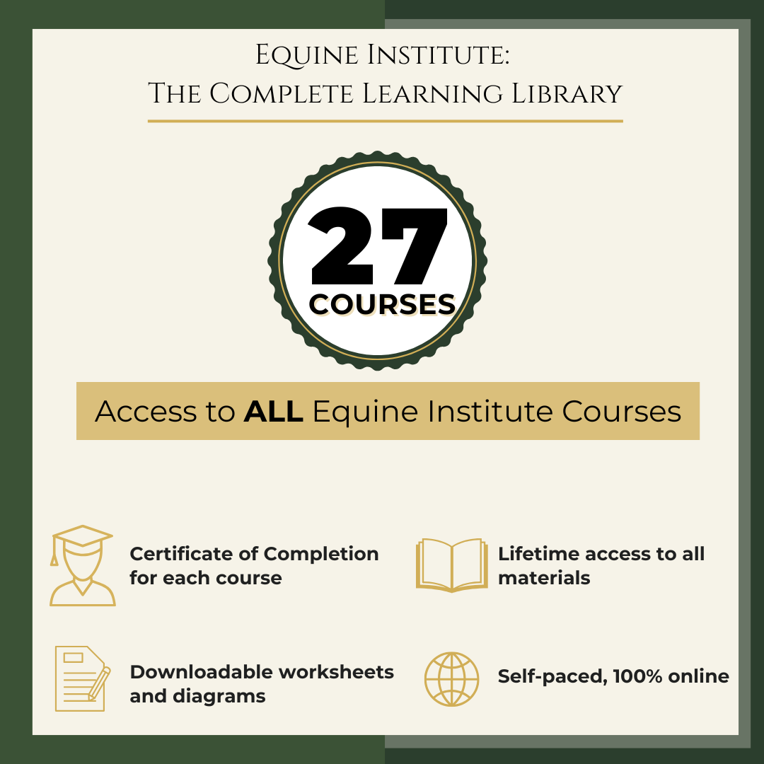 Horse Anatomy Nutrition First Aid Vet Tech Equine Biomechanics Equine College Horse Course
