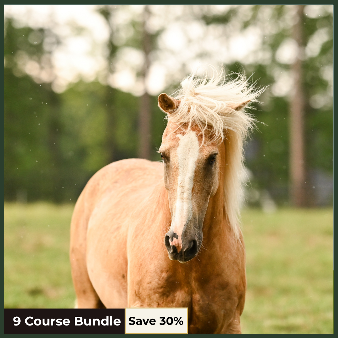 Horse Health & Care Essentials Bundle