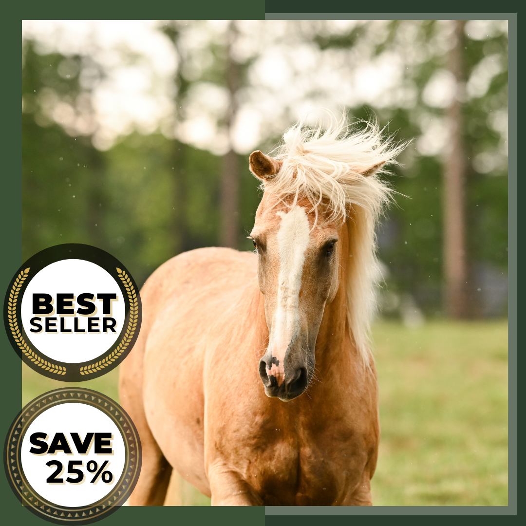 Horse First Aid Training Equine Care Health Class