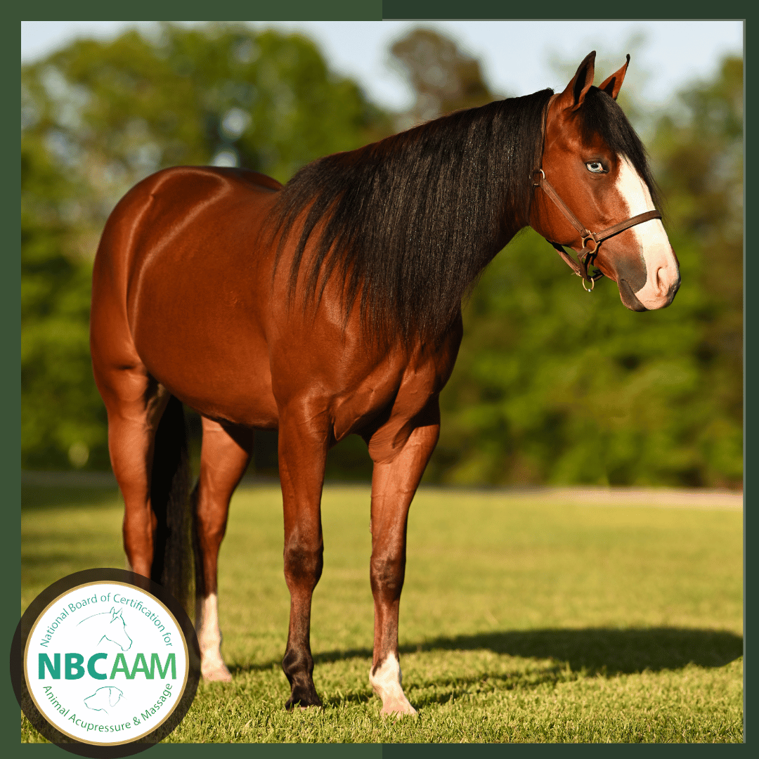 Horse confirmation, horse body, horse anatomy, online equine education, online equine certification, equine nutrition