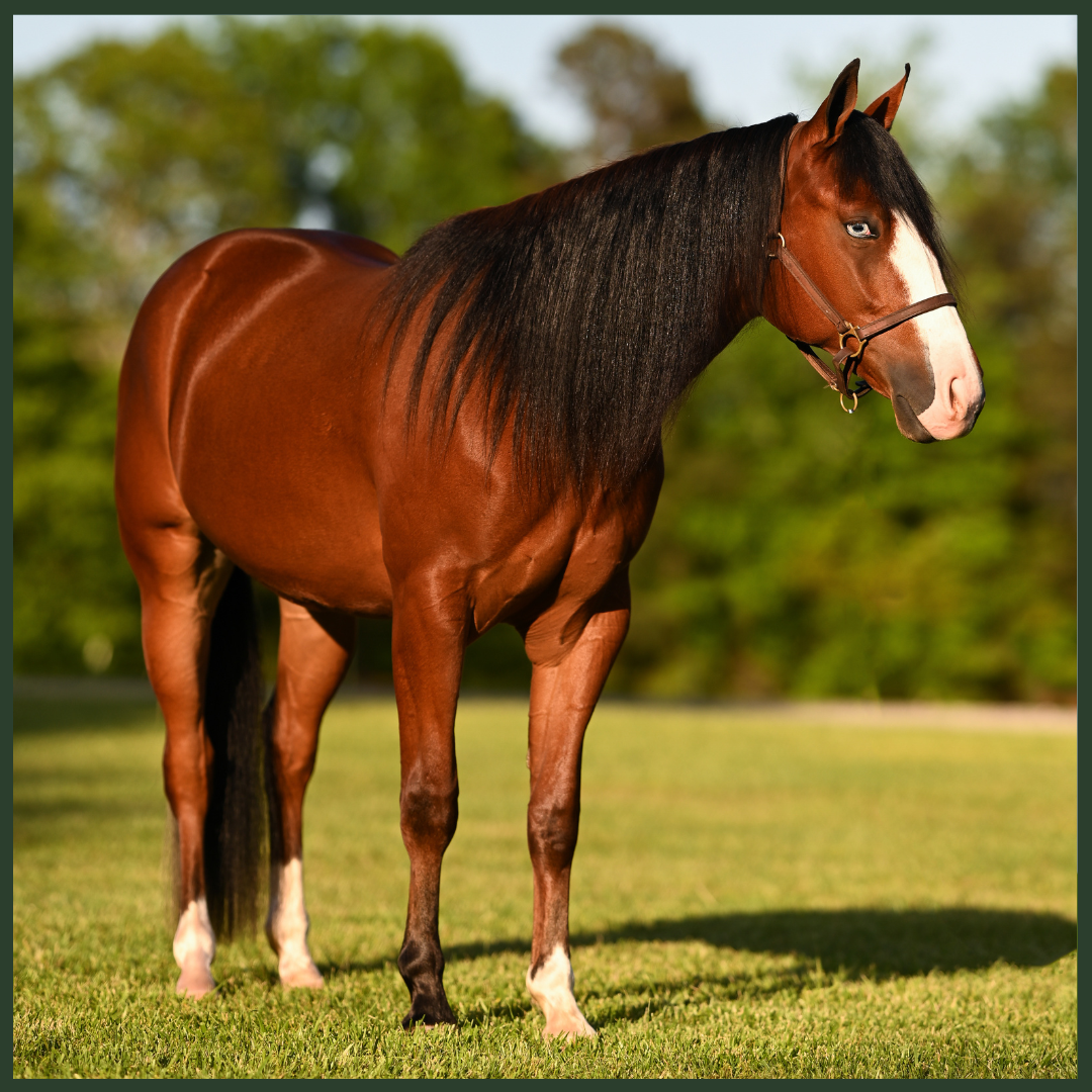 Mastering Equine Conformation: Understanding Structure, Balance, and Performance