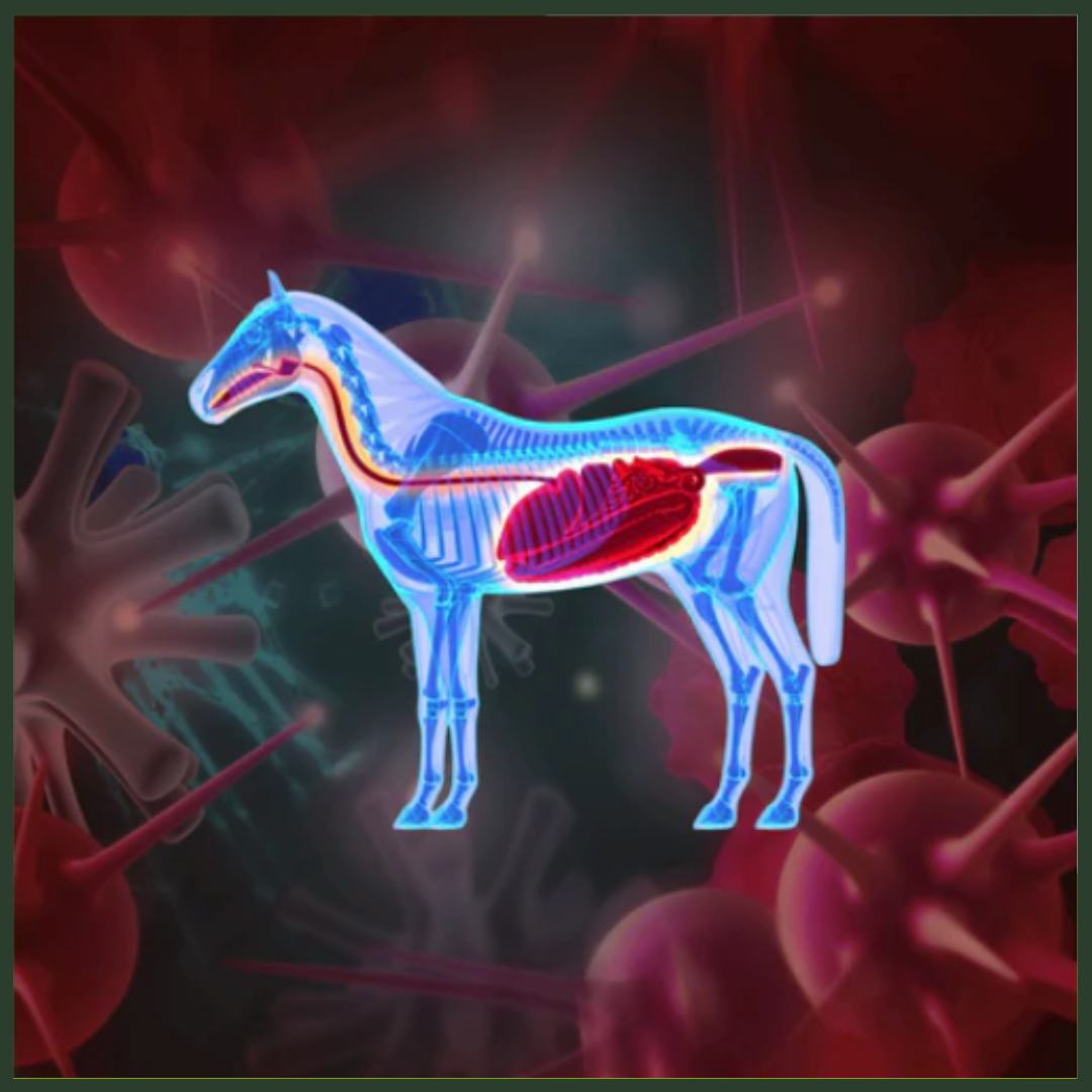 Equine Parasitology: Strategic Management and Control