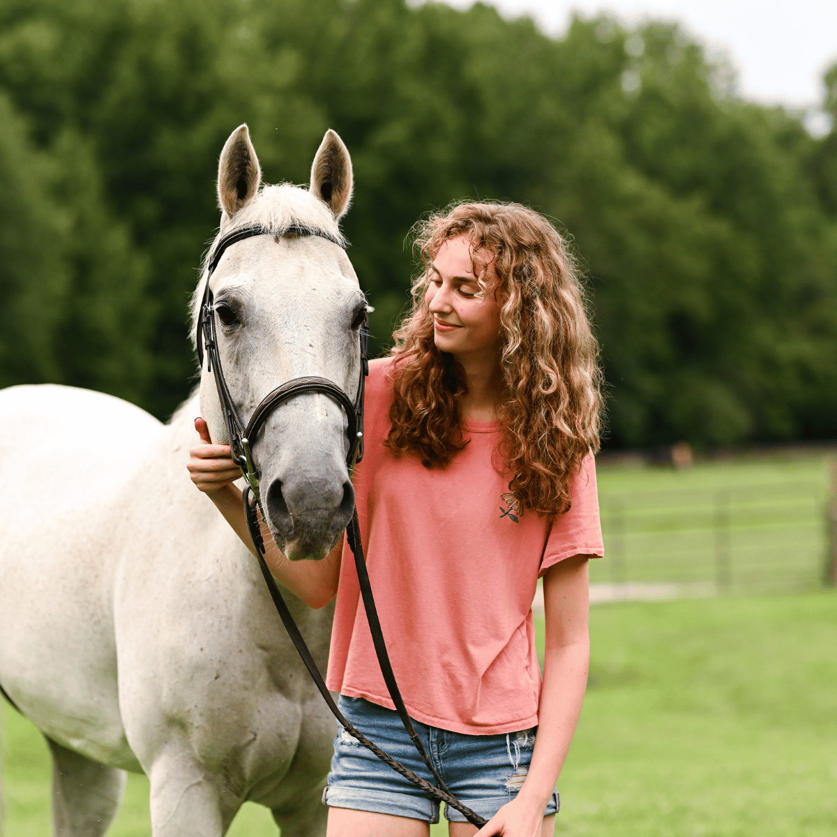 horses horse, horse lover education, learn about horses, equine studies, horse education, learn about horses, average horse weight