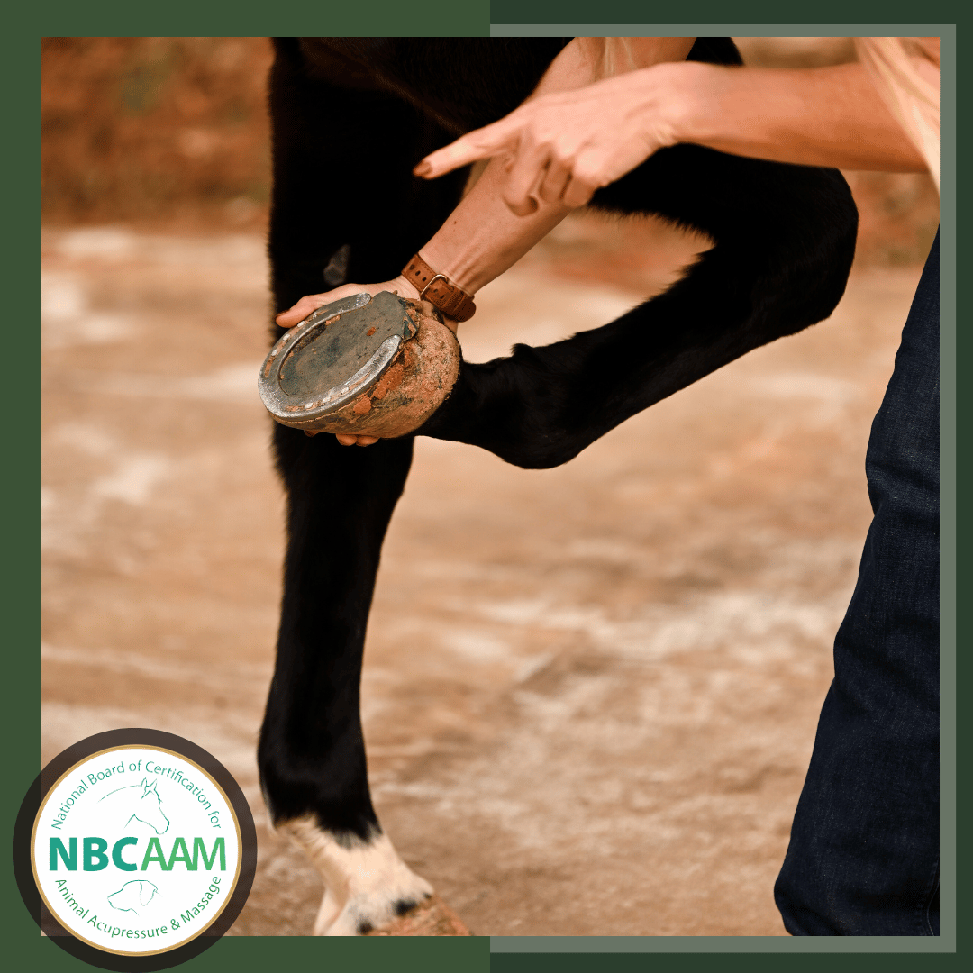 Horse hoof care, horse hooves, horse nutrition, equine nutrition, how to pick a horse foot, farrier, horse shoes. horse first aid